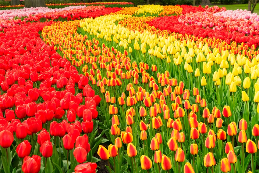 庫肯霍夫花園 Keukenhof