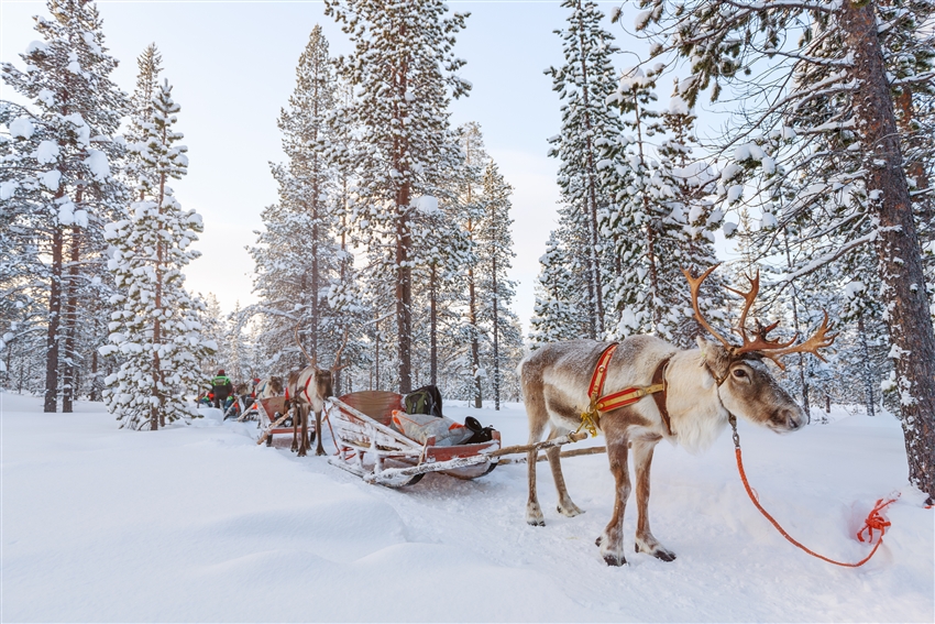 馴鹿拉雪橇 Reindeer Safari