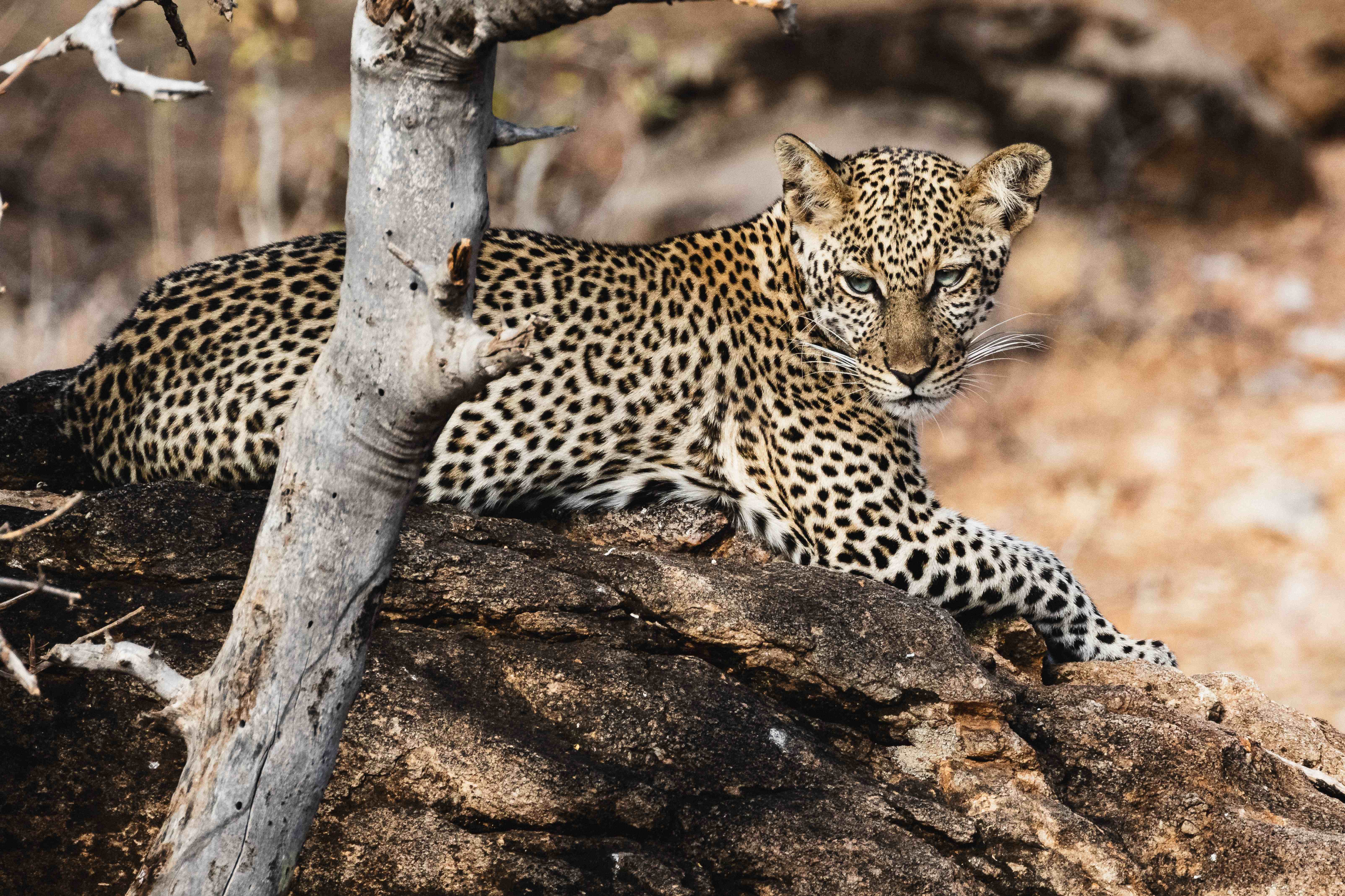 山布魯國家保護區 Samburu National Reserve