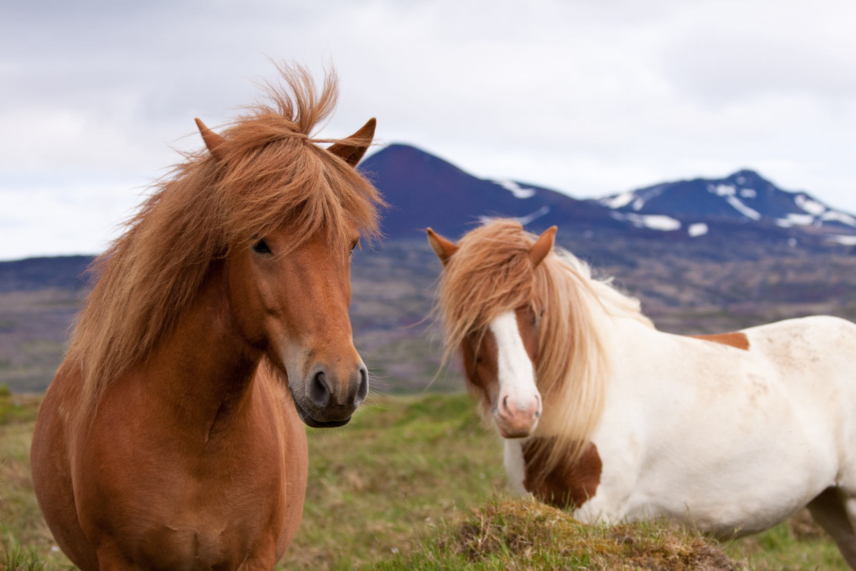 冰島馬體驗 Iclandic horse