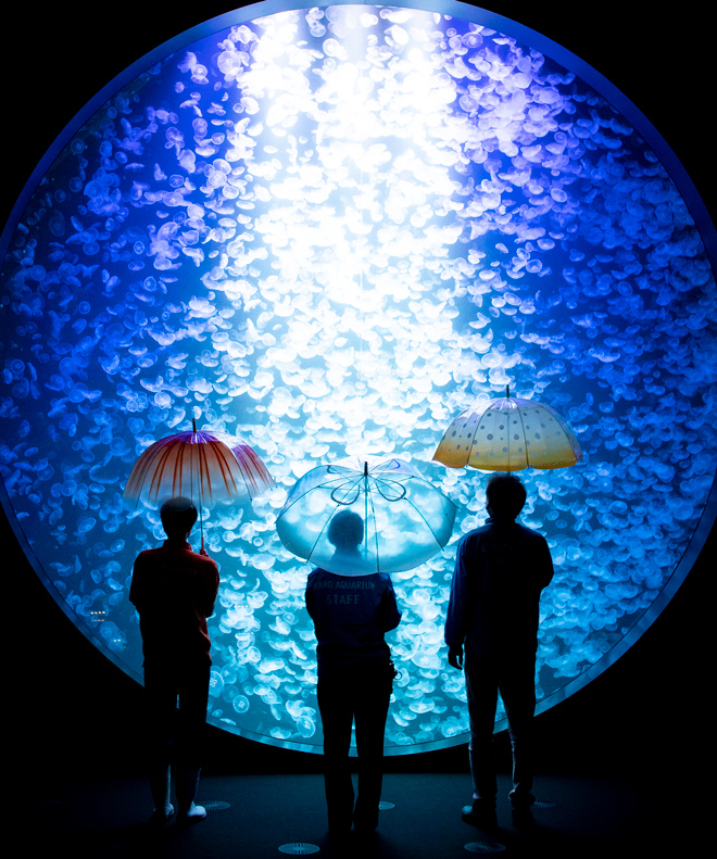 鶴岡市立加茂水族館