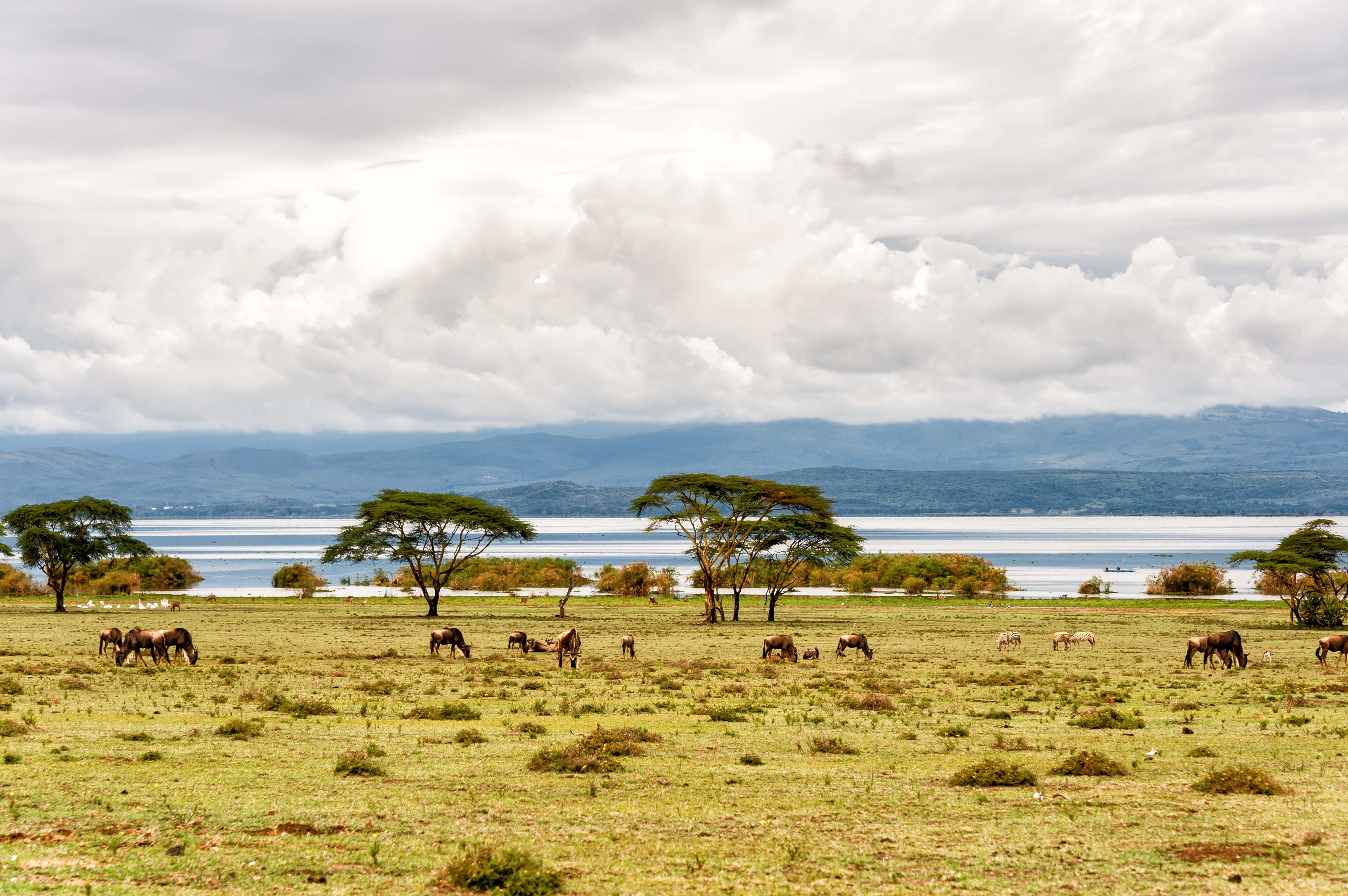奈瓦夏湖 Lake Naivasha