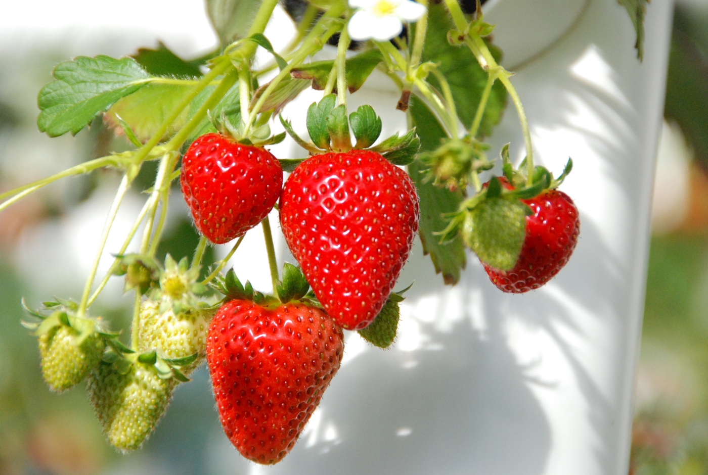 觀光果園採果趣