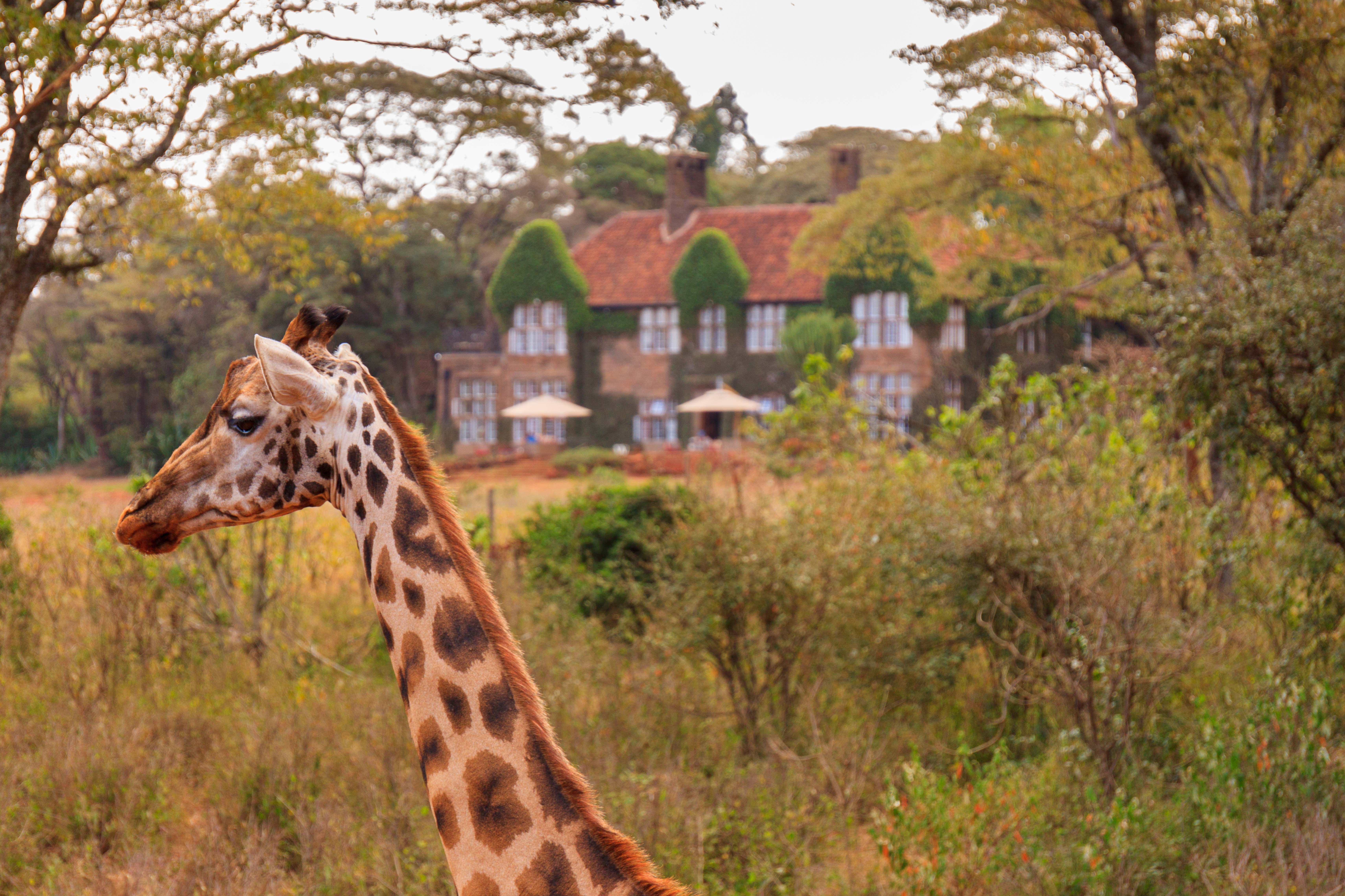 長頸鹿保育中心 Giraffe Centre