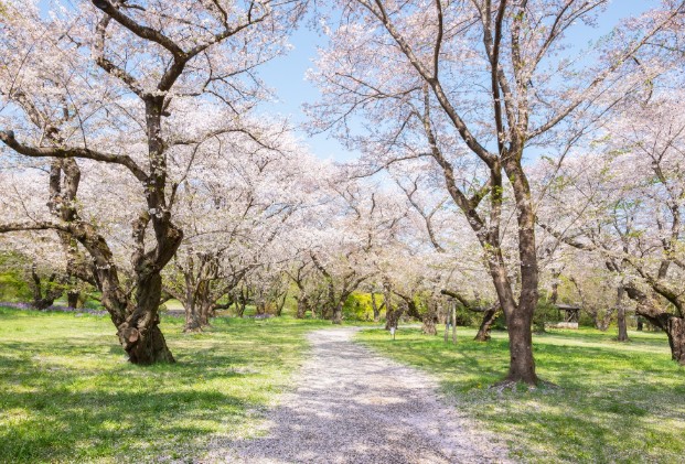 國營昭和紀念公園