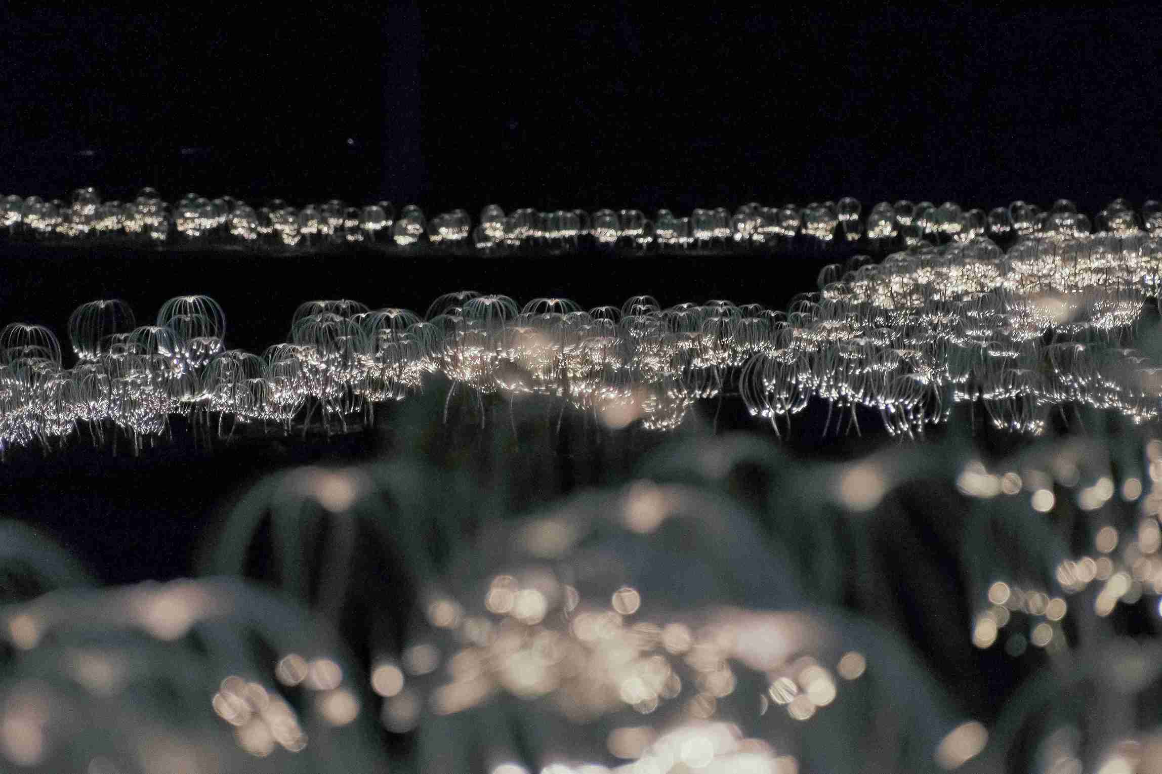 Mountain Lights　二世谷山燈藝術 