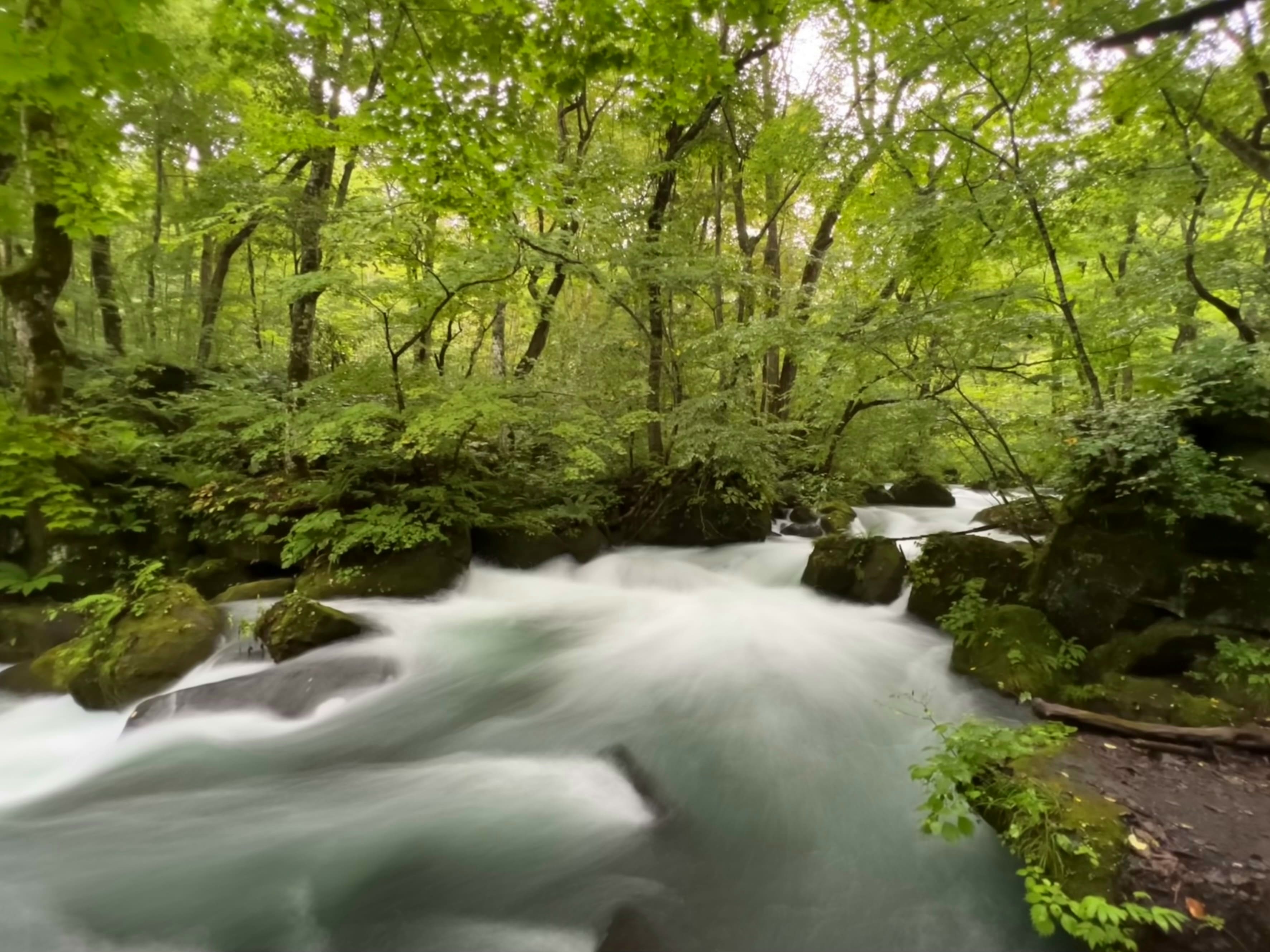 奧入瀨溪流散策