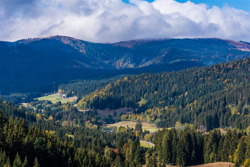 黑森林 Black Forest