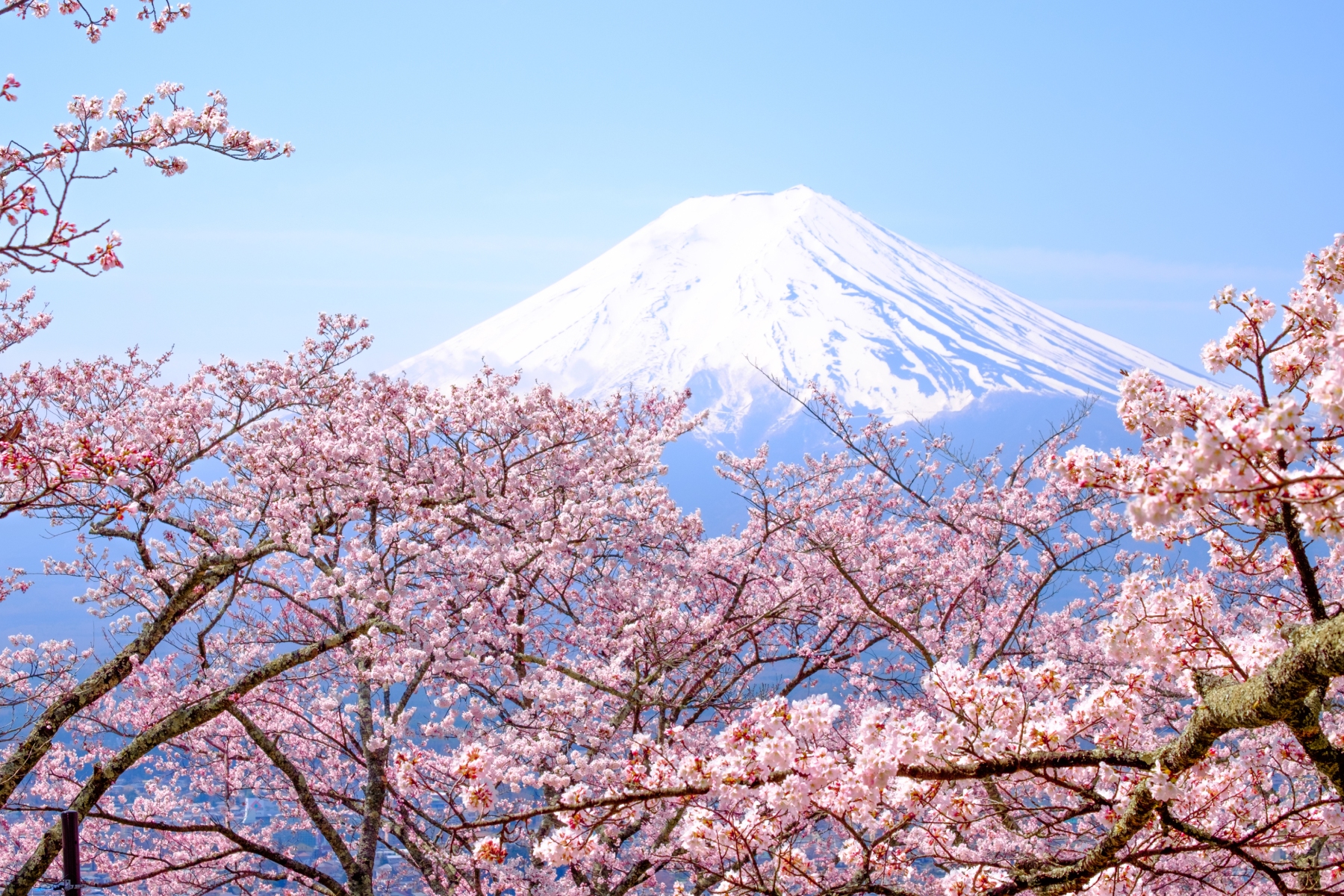 飽覽富士山美饌賞櫻名湯
